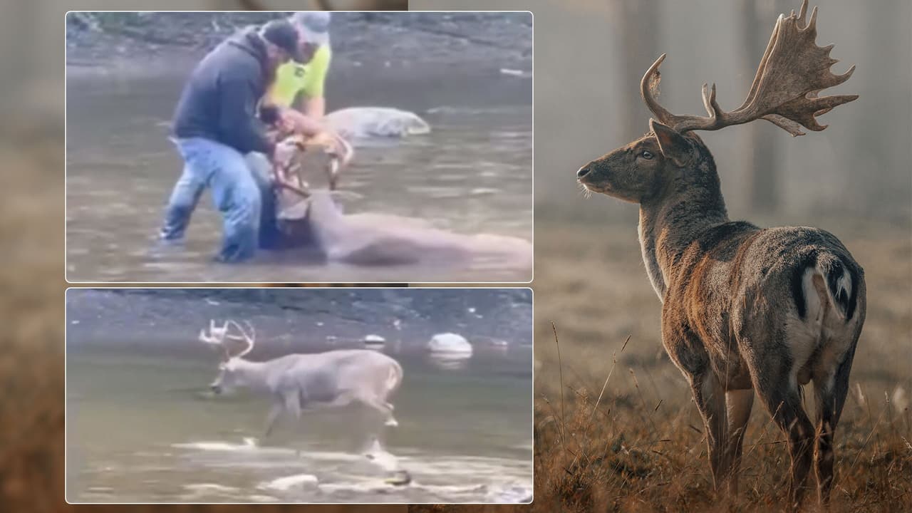 Rescatan a un ciervo que ganó una pelea y no pudo deshacerse de la cabeza del otro animal