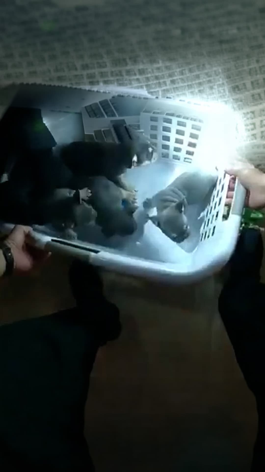 Rescatan a cinco cachorros de una casa en llamas