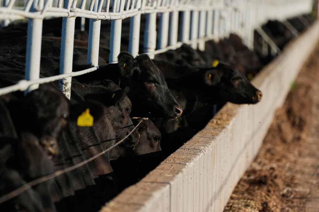 Unos becerros se alimentan antes de ser inspeccionados para su exportación a Estados Unidos, previo a la reapertura de la frontera estadounidense a las importaciones de ganado mexicano. (Foto AP/Fernando Llano)