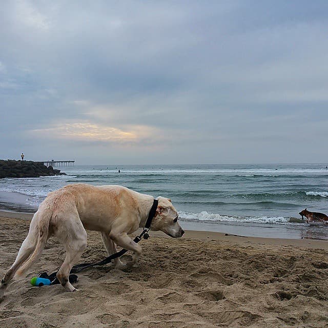 Así fue como el DJ neoyorkino, su esposa y el perro hicieron maletas y saltaron a la aventura.