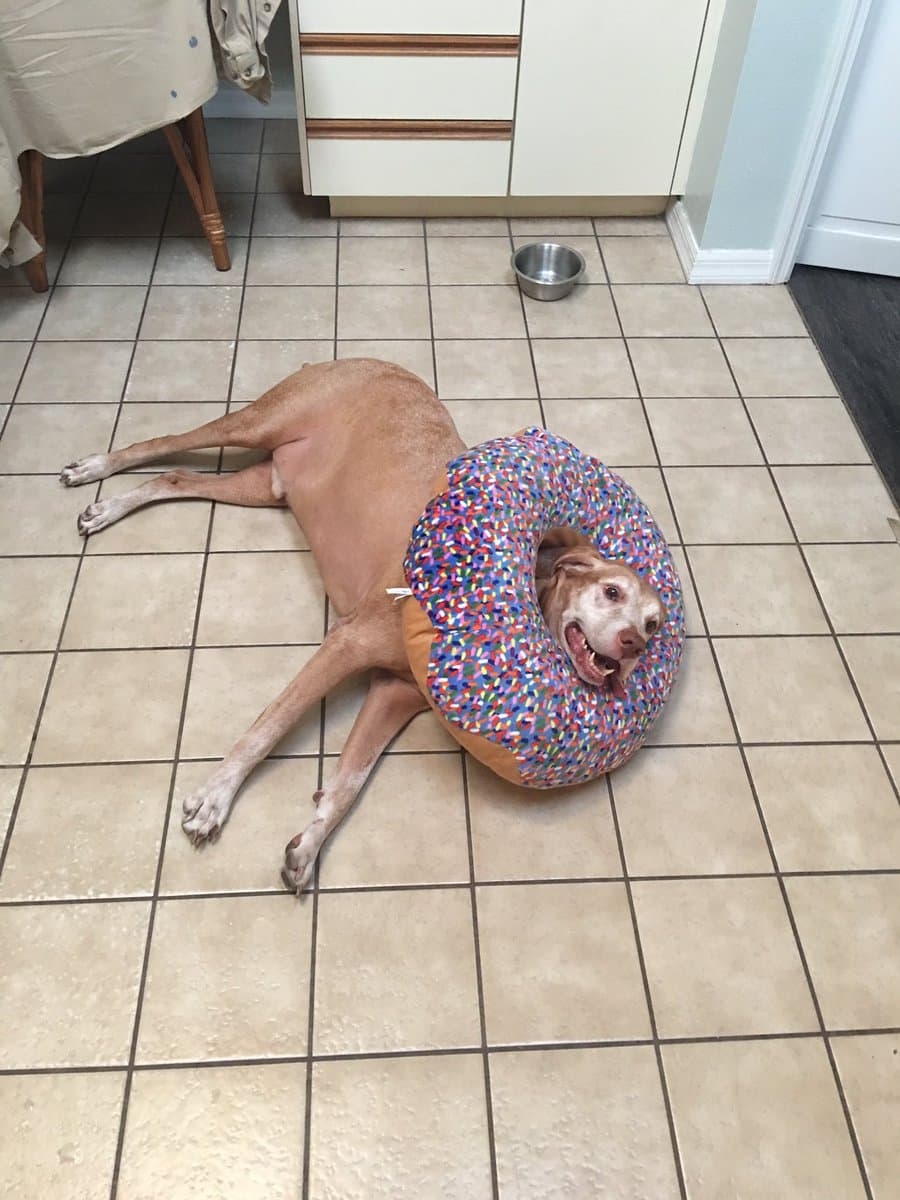 @
<a href="https://twitter.com/briellewestwood"><b>briellewestwood:</b></a> "le puso esta donut pillow a mi perro hace 20 minutos y ahora no se la quiere quitar". 57 mil retweets.
<br>