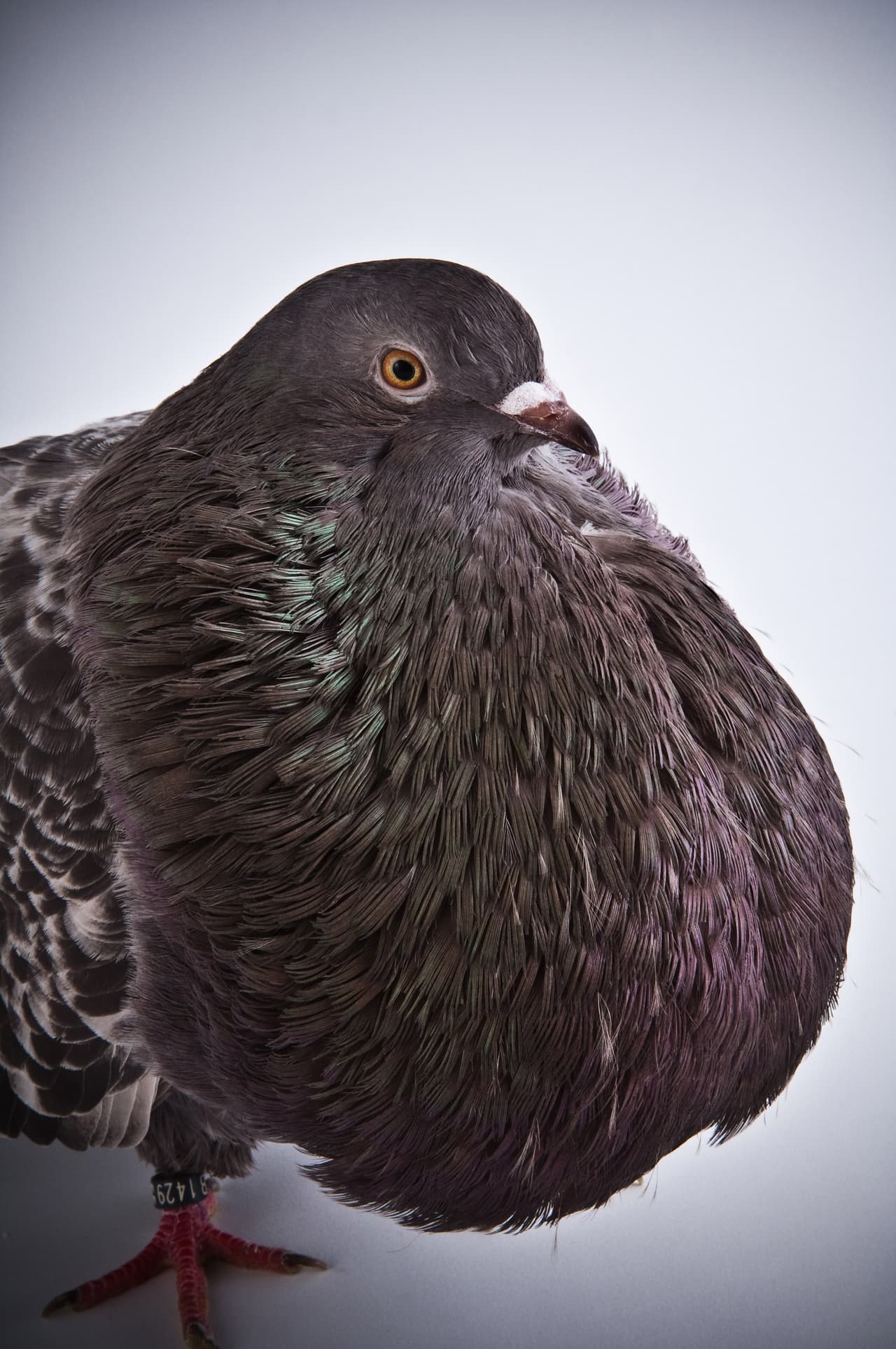 ¡Cara Delevingne y Gisele Bündchen estarían orgullosas de ellas!