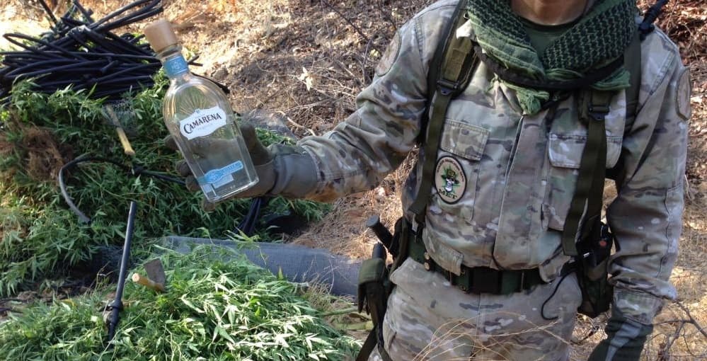Cuando los narcos plantan marihuana a las puertas de tu casa