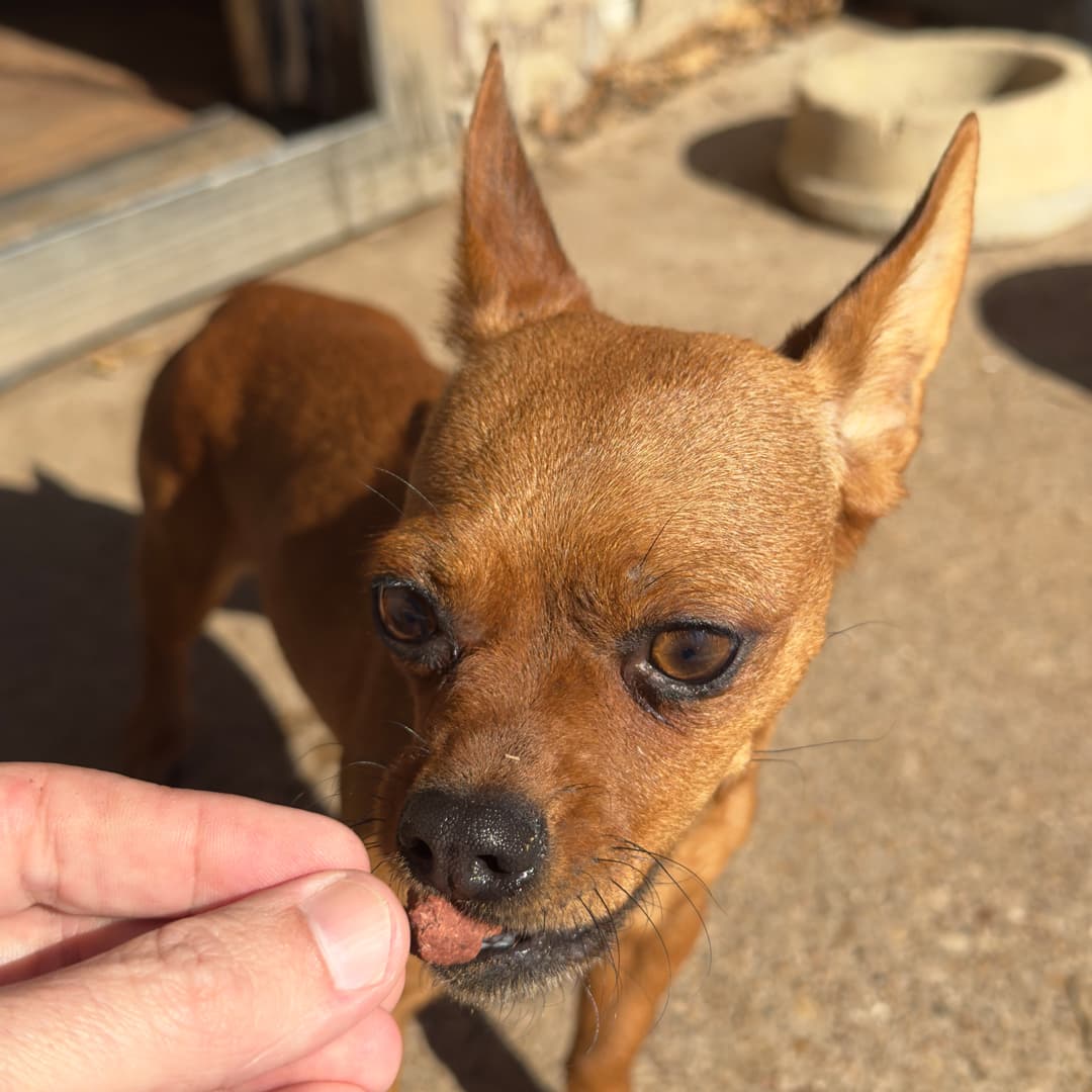 Tras ser valorados, los 21 perritos de la raza chihuahua o chihuahua mezclado con otras razas, fueron trasladados en camionetas al refugio de Texas Humane Heroes.