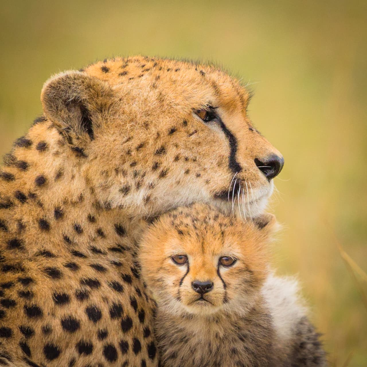 Y si no le pone atención mientras está sobre ella, tal vez sí le preste tiempo si se coloca bajo su boca.