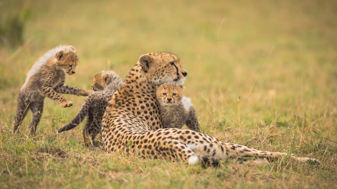 Por ejemplo, esta mamá empezó a perder la paciencia cuando sus feroces hijos no paraban de jugar.