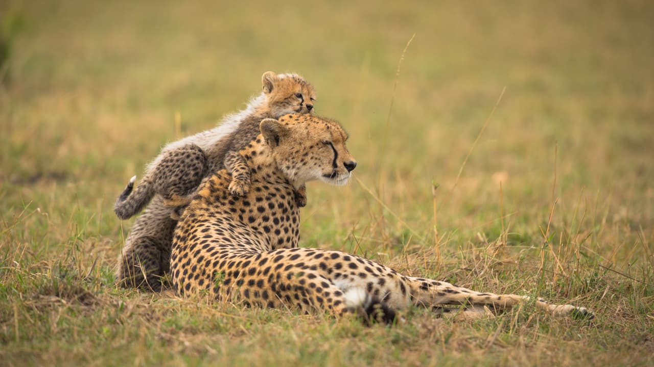 Casi podemos ver al minino pensar “¡mami, mami, hazme caso!”.