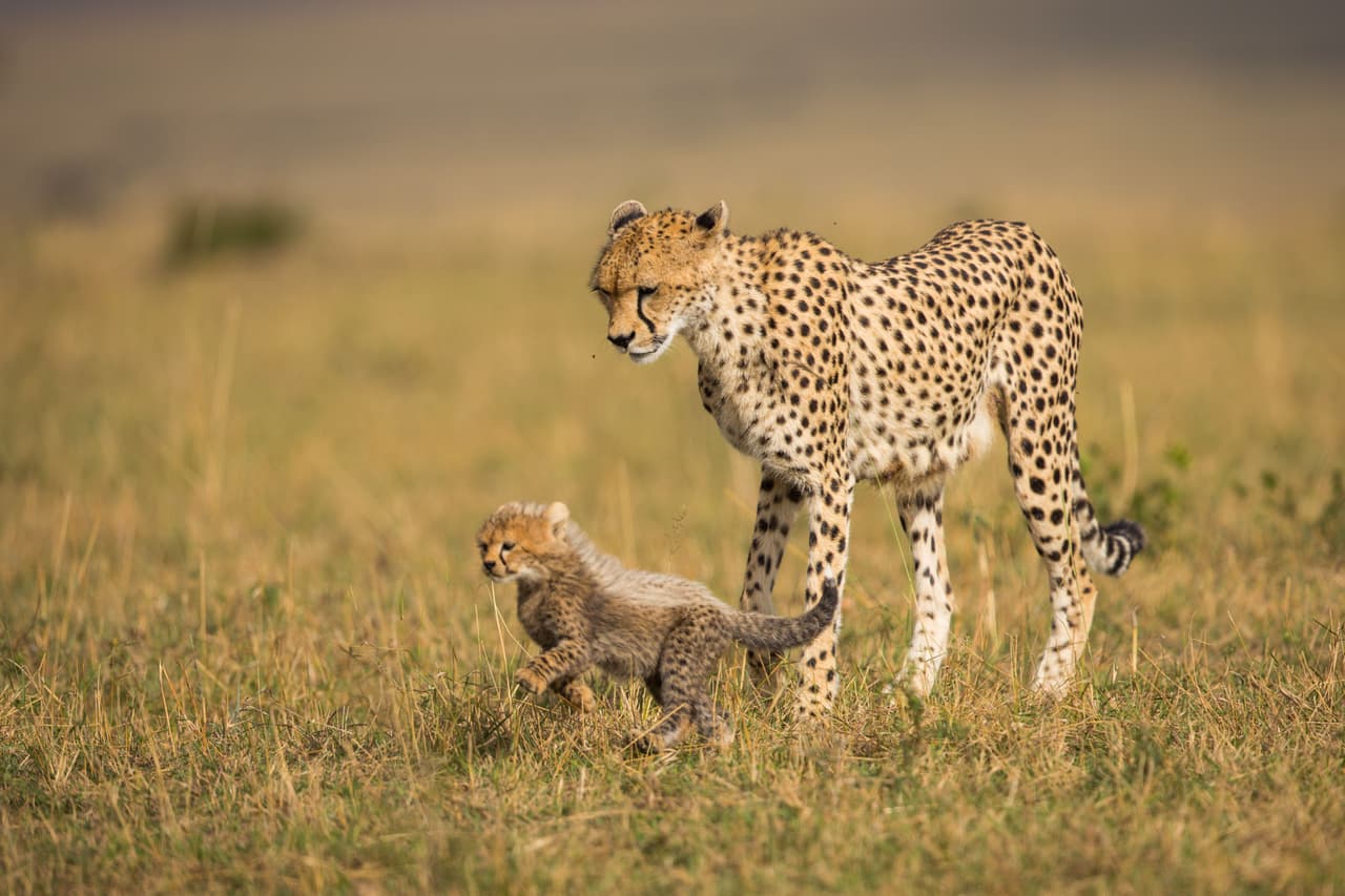 Sin embargo, el más pequeño quiere un poco de atención y hace de todo para obtenerla.
