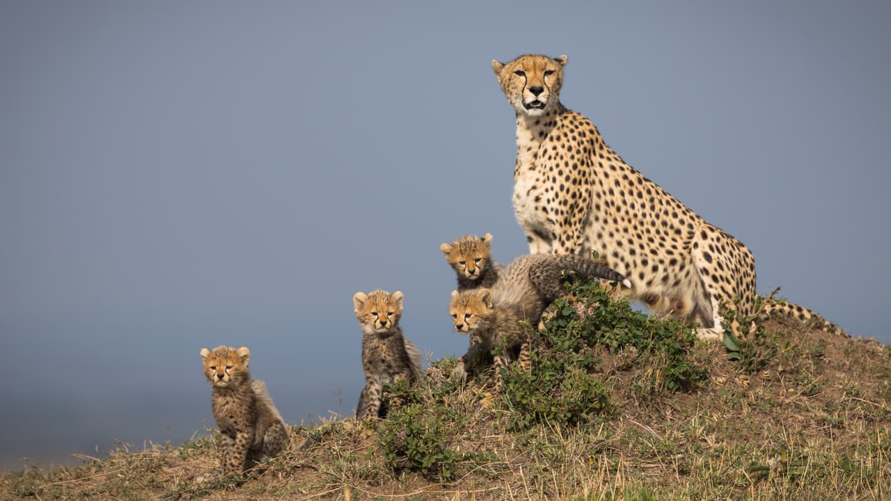 ¿Pero qué pasa cuando están en su hábitat? ¡Son igual de juguetones!
