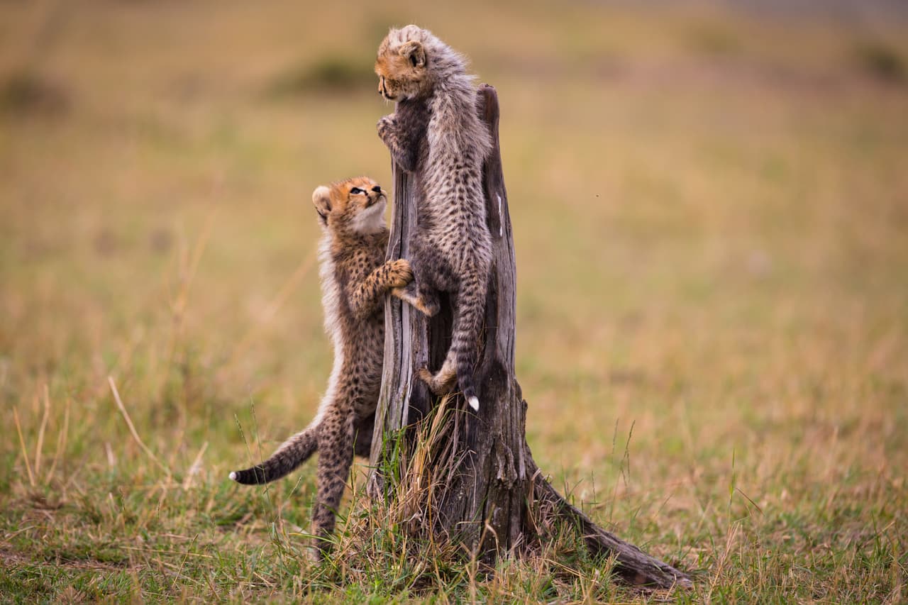 Mamá-lince tiene que poner más atención en los dos mayores, quienes ya se alejan demasiado cuando están jugando.