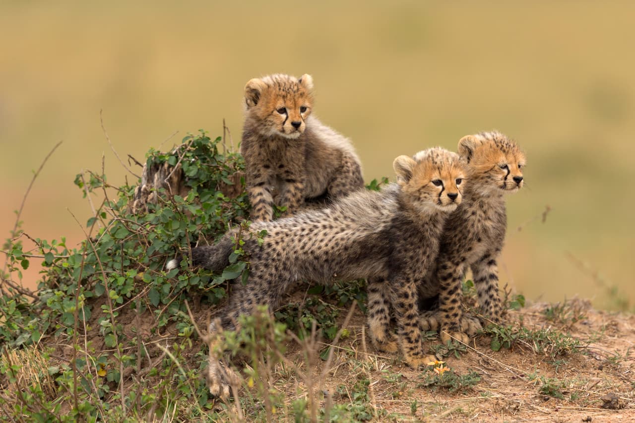Los tres pequeños son muy juguetones y su energía es inagotable.