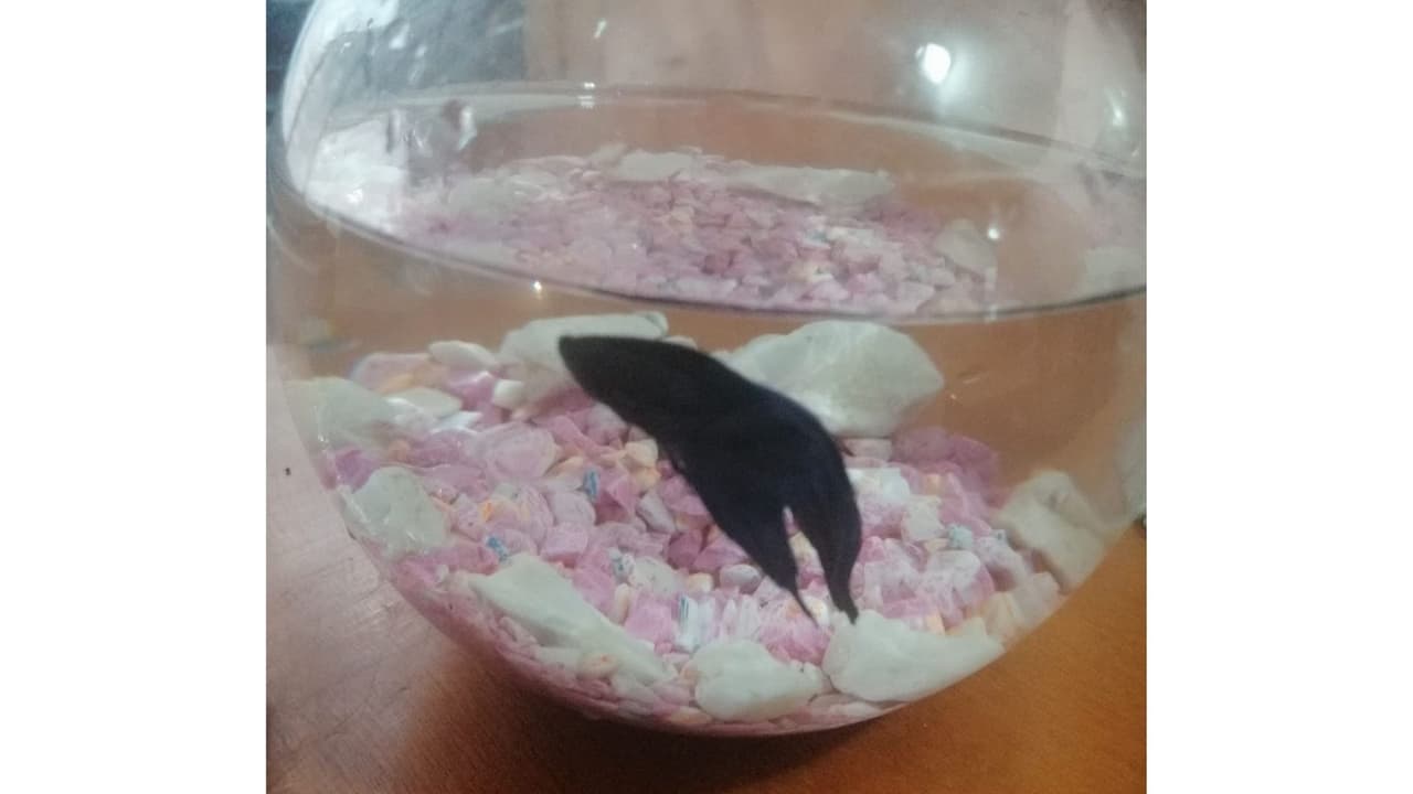 "Tiburoncín" es el pez beta de Mónica Alcalá, quien nos comparte esta fotografía de su mascota.