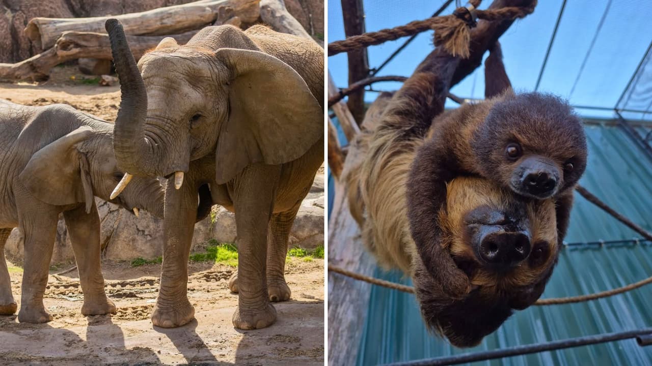 Zoológico de Dallas ofrecerá entradas a $1 por un día: cuándo y cómo conseguir boletos