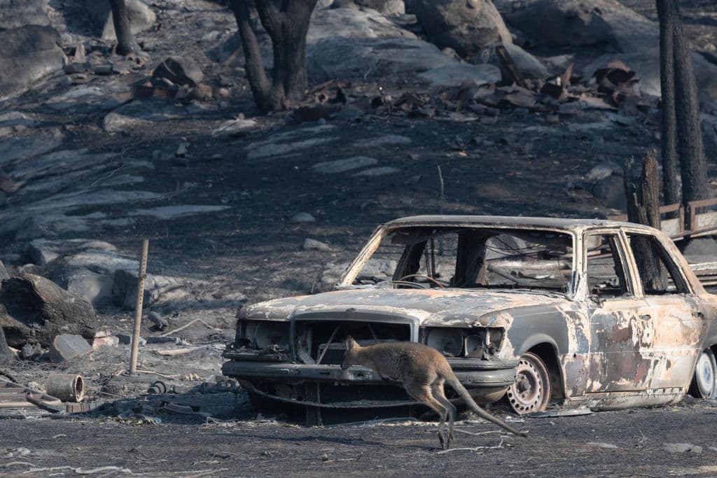La flora y la fauna han sido tremendamente devastadas por las llamas de los fuegos.