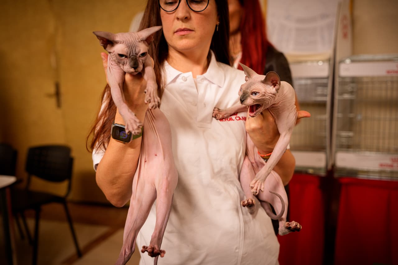 Un par de gatos esfinge y su dueña antes de entrar al certamen.