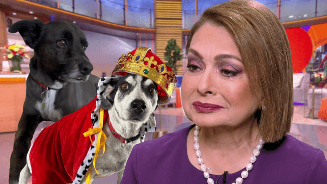 María Antonieta Collins llora al recibir un mensaje de sus mascotas fallecidas