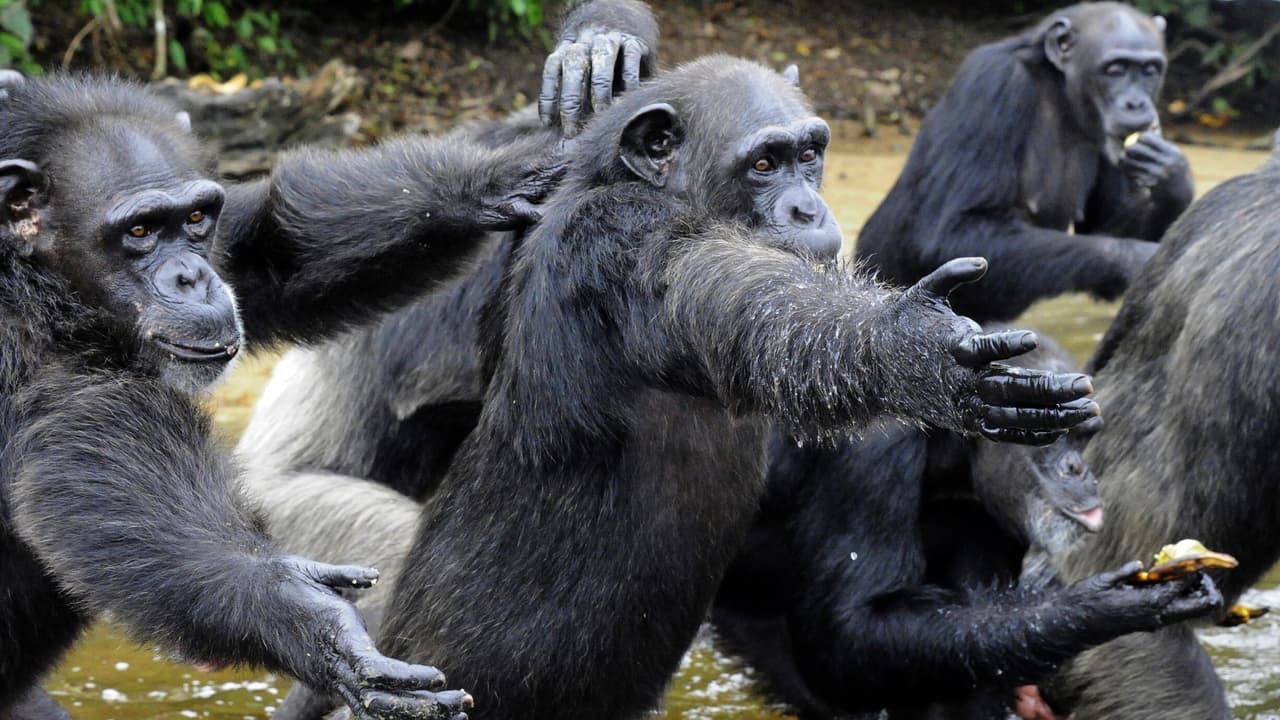 <h3 class="cms-h3-H3"><b>Experimentos macabros.</b></h3>
<br>
<br>En 2014 Volkswagen comisionó a una organización llamada Grupo de Investigación Europeo Sobre el Medio Ambiente y Salud en el Sector del Transporte (EUGT por sus siglas en inglés) la conducción de un estudio sobre los efectos sobre la salud de las emisiones de sus motores diésel.
<br>
<br>Lo que Volkswagen dice que no sabía es que EUGT expondría a seres humanos voluntarios y a monos a emisiones tóxicas como parte del estudio. EUGT encerró a 10 monos en un espacio sin ventilación para exponerlos a las emisiones de varios automóviles equipados con motores diésel. El estudio fue llevado a cabo en Nuevo México.
<br>
<br>La metodología del estudio salió a la luz pública en enero de 2018 causando indignación entre grupos ambientales, de defensa de animales y en la misma industria. Matthias Müeller, presidente del Grupo Volkswagen desde septiembre de 2015, llamó a los experimentos "antiéticos y repugnantes".