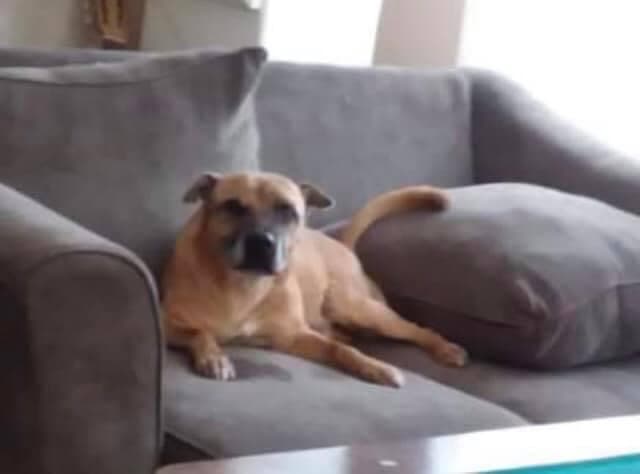 Chocolate es el perro de compañía de Karen, una joven autista.