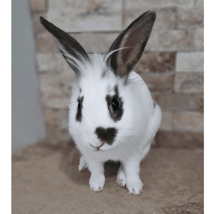 Este es nuestro conejito Leo, lo tenemos hace un par de meses, le encanta morder todo y que le hagan cariño.