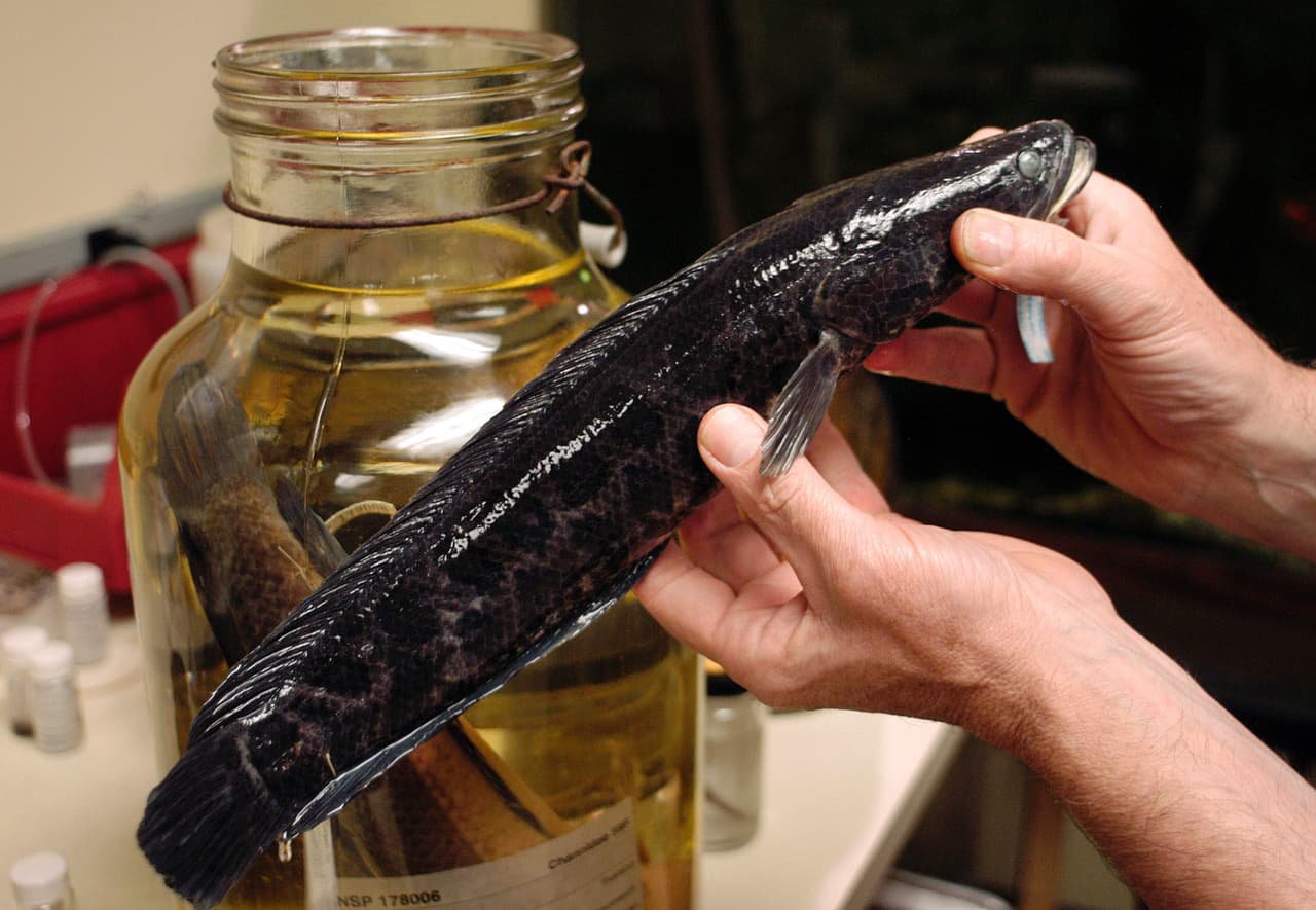 <a href="https://georgiawildlife.com/sites/default/files/wrd/pdf/fact-sheets/Snakehead%20Poster%20One%20Pager%20GA%20100819.pdf" target="_blank">Urgió que las personas aprendan a identifcar al pez</a> y, si encuentran uno, que lo maten de inmediato y lo congelen, luego que le tomen fotos, que anoten dónde lo capturaron y lo reporten a la División de Recursos Naturales.