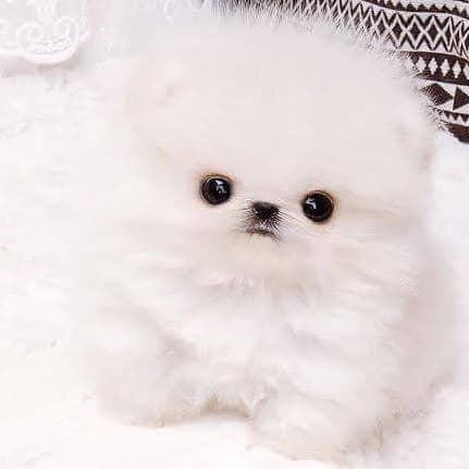 Esta foto es de Cayetana, cuando apenas tenía dos meses de edad.