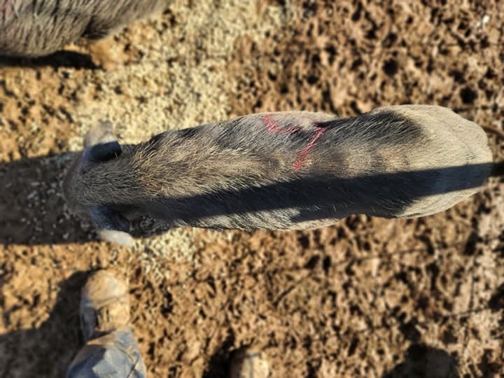 El 13 de enero, los alguaciles y otro personal del condado 
<a href="https://www.yuba.org/press_detail_T52_R186.php?fbclid=IwAR01X4LH5tOhFU5he_dZ3KZTrvm63937EM049gRDtrNSCPtM8Y1WSV7YQS0" target="_blank">realizaron una orden de cateo</a> en una propiedad en la cuadra 1600 de Second Avenue después de recibir informes de presunto maltrato contra animales.