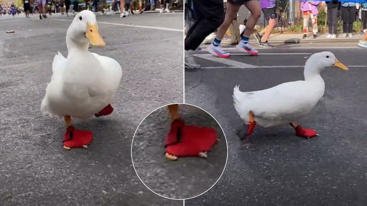 ¡Patas para qué las quiero! Un adorable patito fue la estrella del Maratón de Nueva York 