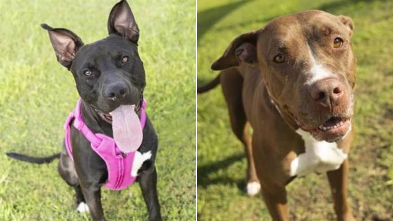 Arizona Humane Society ofrece adopciones gratuitas de perros pit bull durante octubre