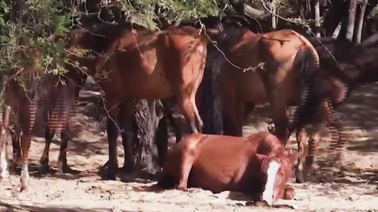 El incendio Hazen en Buckeye también amenaza a los animales: Así intentan protegerlos