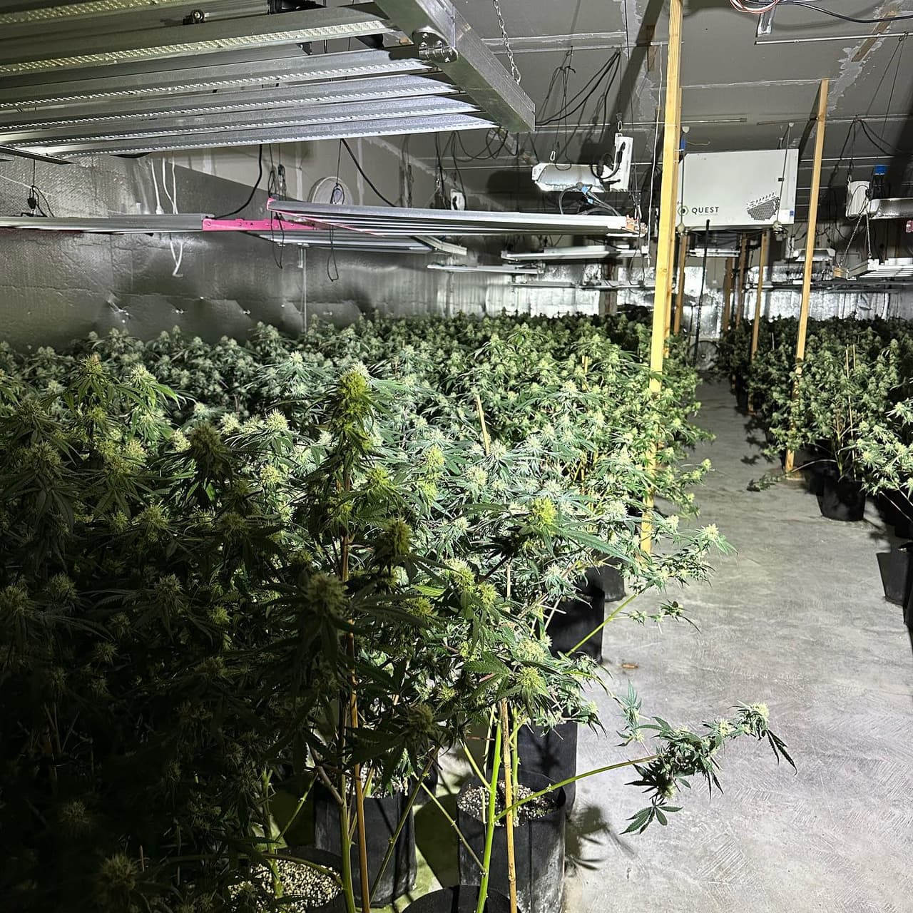 Incautan cultivo ilegal de 7,500 plantas de marihuana valuadas en $1.2 millones