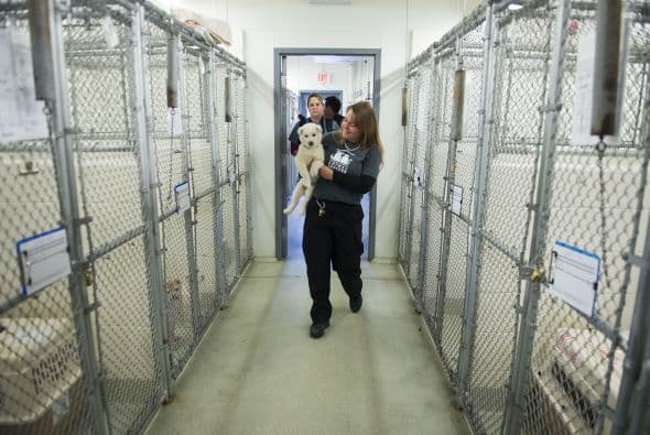 Los diferentes refugios que resguardan a los perros han mencionado que trabajarán duro para proveerles de lo mejor.