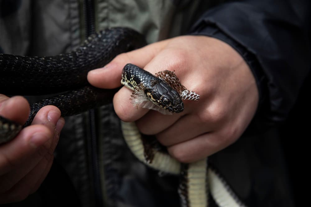 Pese a que la tradición religiosa habla de lo que hizo San Doménico, algunos estudiosos enlazan este festival con el culto a Angitia, una diosa de serpientes romana que se veneraba en el centro de Italia.