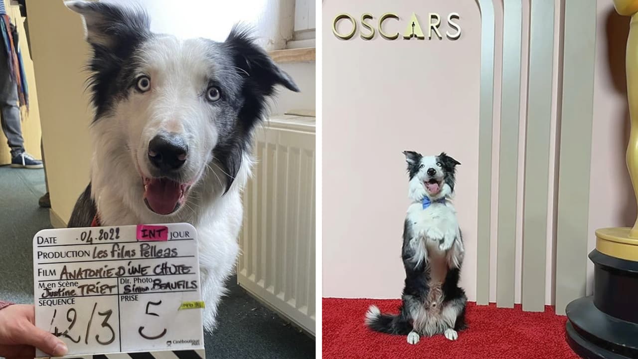 Este adorable perro ganó un premio por su actuación y ahora asistirá a los Premios Oscar