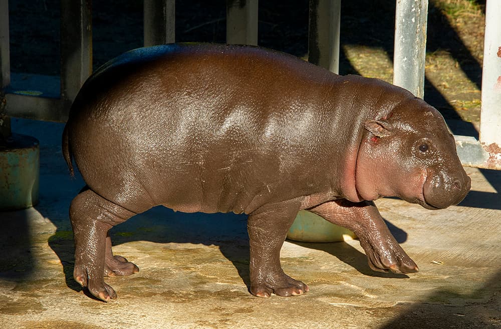 Aubergine aunque padece de secreción nasal tiene un comportamiento normal y se alimenta bien, según dijeron los médicos del zoológico de Miami.
