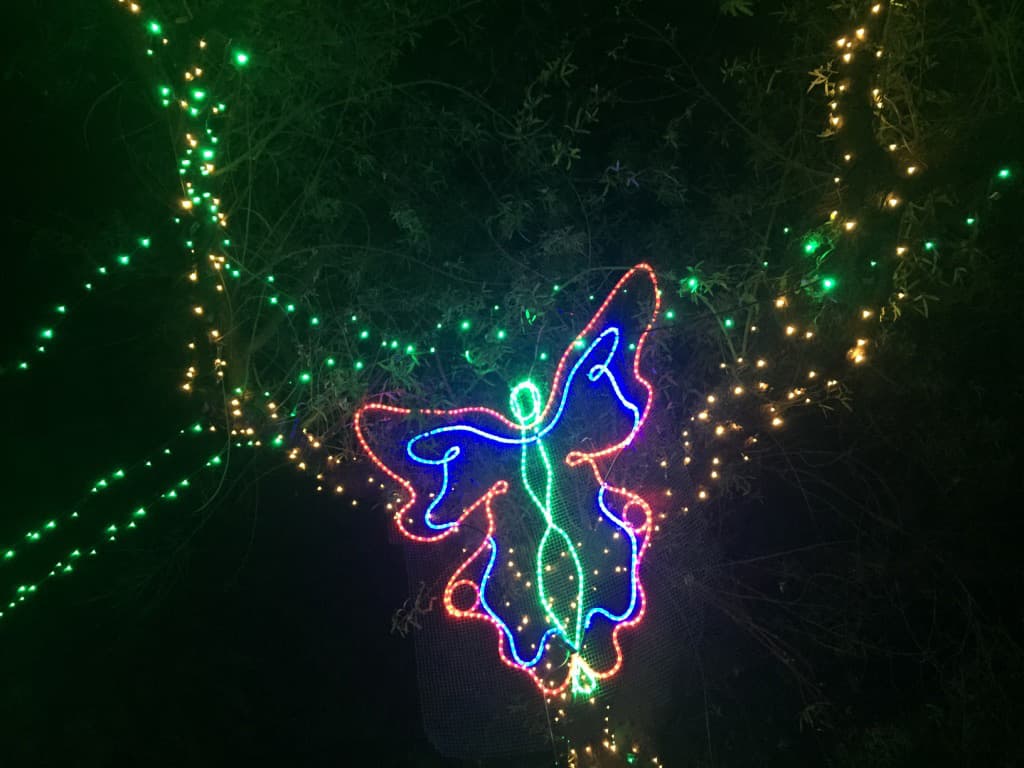 A lo alto de un árbol se observa una mariposa de colores.