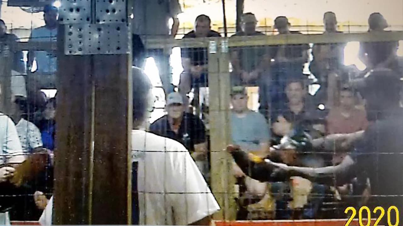 El procedimiento denominado "Operación Amanecer”, se ejecutó en Midville y resultó con 178 personas procesadas por cargos relacionados con peleas de animales o juegos de azar. Se incautaron cerca de 800 gallos, se confiscaron decenas de miles de dólares en ganancias de juegos de azar, así como armas de fuego y drogas ilegales.