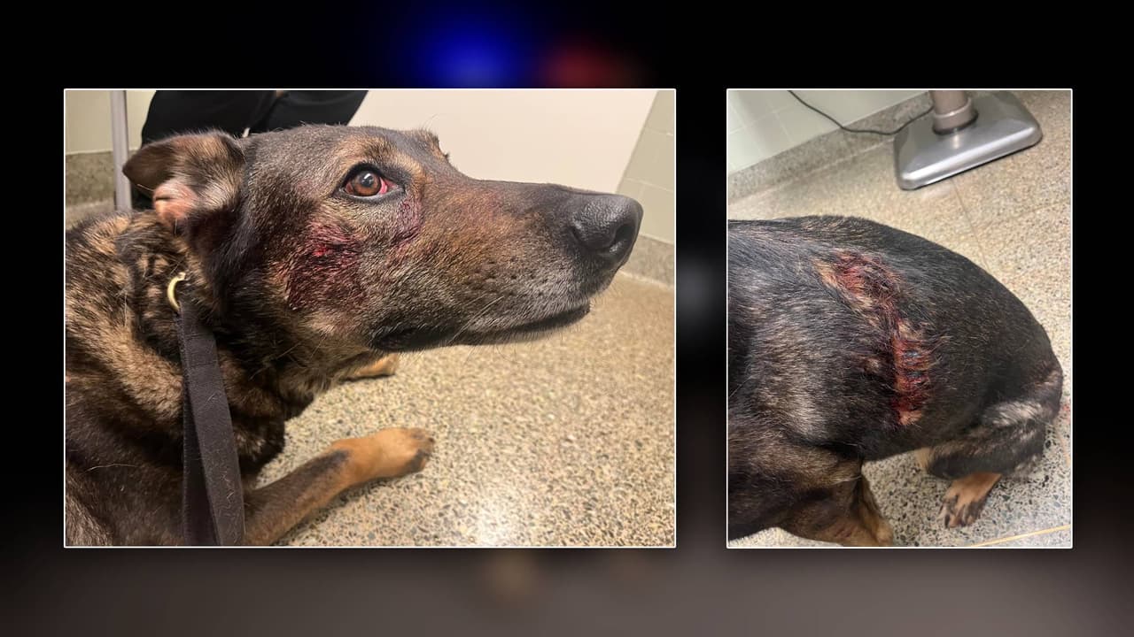 Sospechoso muerde y apuñala a un perro policía durante su arresto