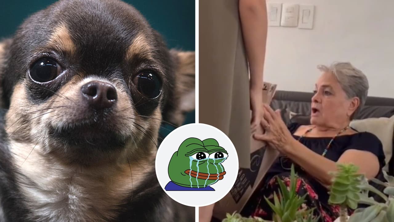 Abuelita vuelve a ver a su perrito que llevaba 7 meses perdido: su reunión conmovió a TikTok