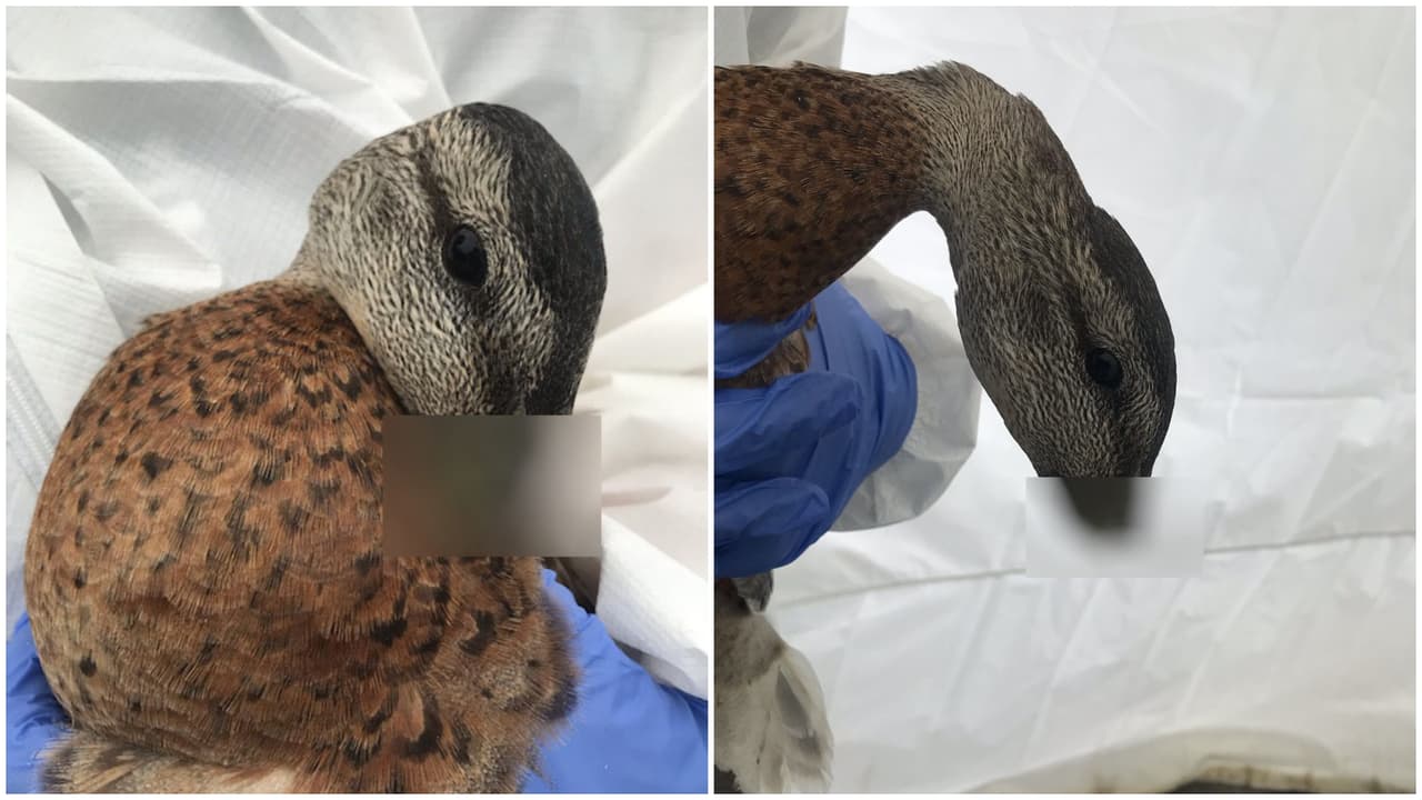 "Es simplemente horrible": Cortan el pico a dos patos y las autoridades buscan a los responsables