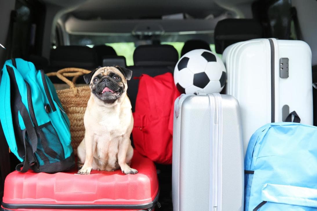 En fin...
<br>
<br>
<b>¡Feliz Día del Perro!</b>
<br>
<br>
<b>Relacionado: </b>
<a href="https://www.univision.com/carros/consejos-de-carros/tips-para-viajar-de-manera-segura-con-tu-mascota-en-el-carro-fotos"><u>consejos para viajar de manera segura con tu mascota en el carro</u></a>