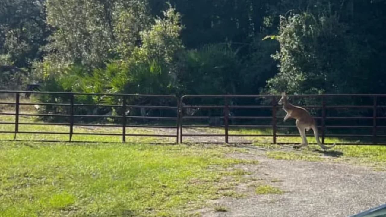 Tuvo un inusual encuentro con un oso y escapó: autoridades buscan a un canguro desaparecido en Florida