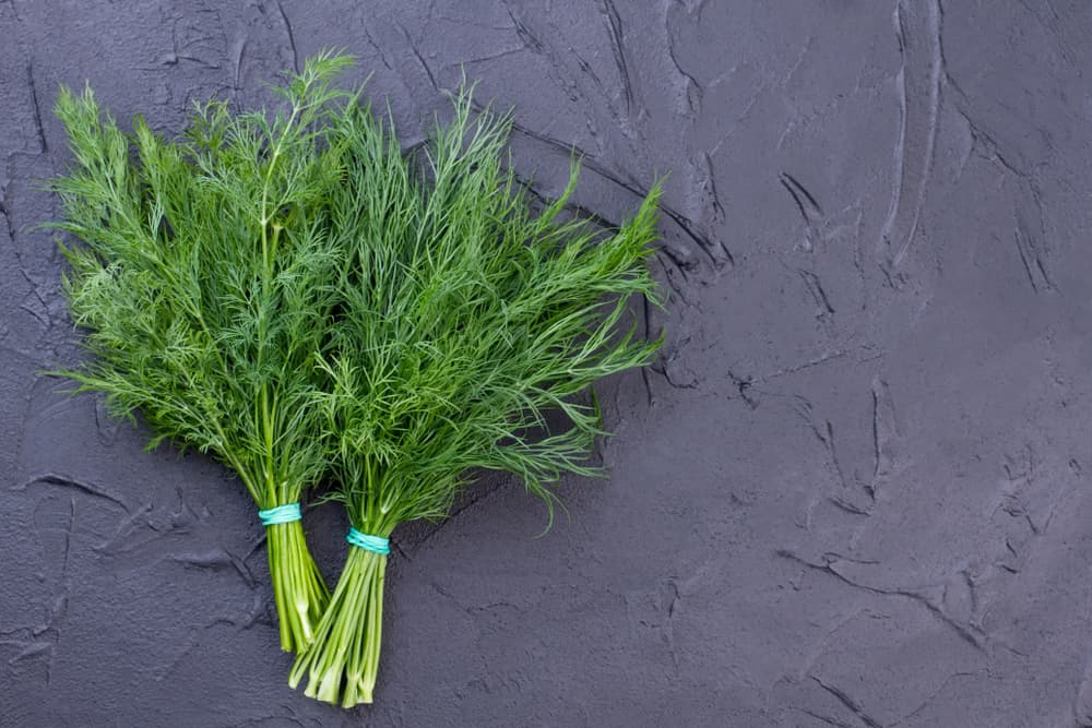 Una creencia esotérica más reza que si añades semillas y ramos de eneldo en el agua del baño de una persona, antes de su encuentro romántico con el amante, harán que esta persona sea irresistible.