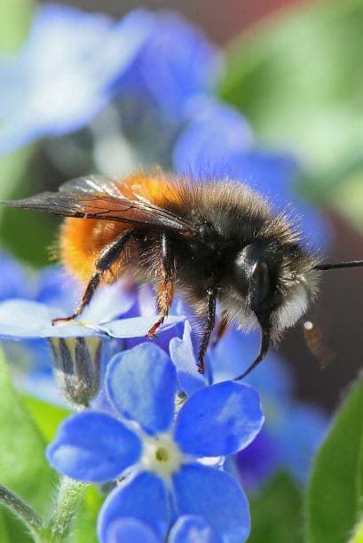 Esta pequeña abeja fue a buscar un poco de polen.