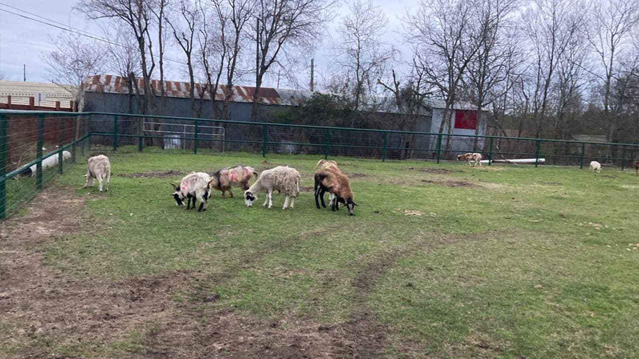 Los animales están bajo la custodia de Houston Humane Society y serán puestos en adopción o llevados a un santuario.