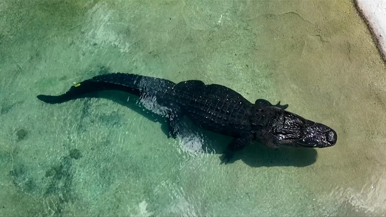 Alerta veraniega en EEUU y México: Experto detalla por qué caimanes y cocodrilos serían más agresivos