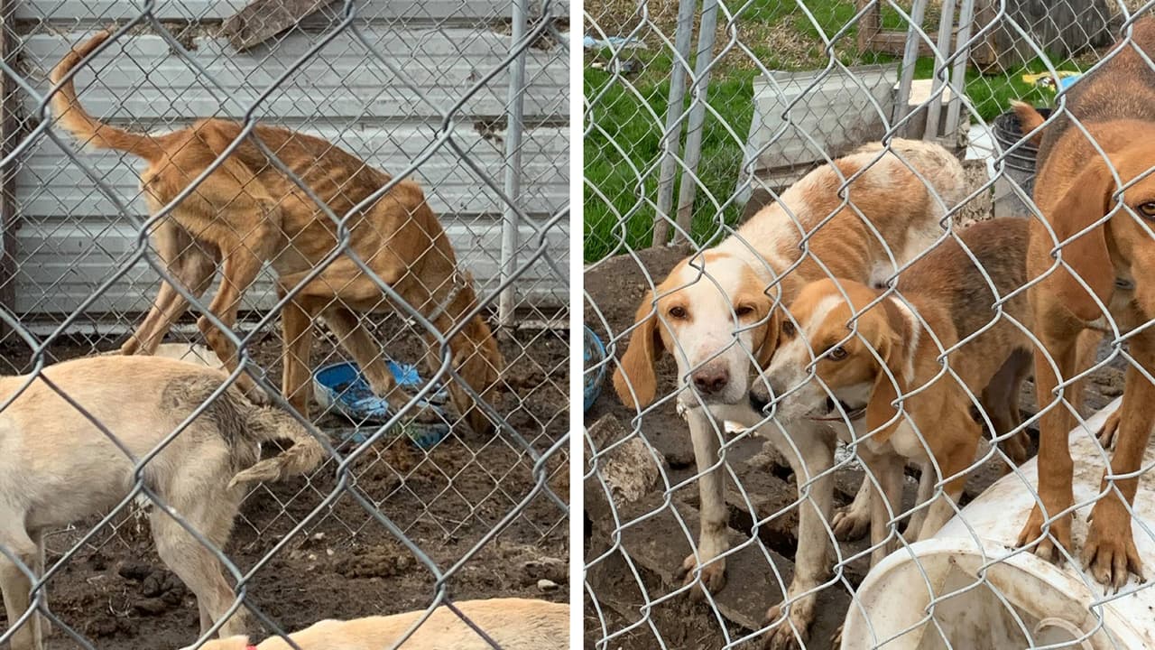 Unos 12 perros fueron hallados el lunes en una residencia de Pembroke bajo condiciones deplorables, informó la Oficina del Alguacil del condado de Robeson.