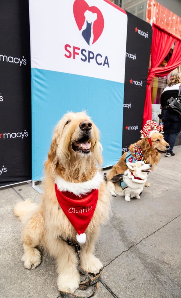 Esta tarifa ayuda a cubrir los gastos de cuidado y atención veterinaria que se brindan a los animales en su proceso de adopción.
