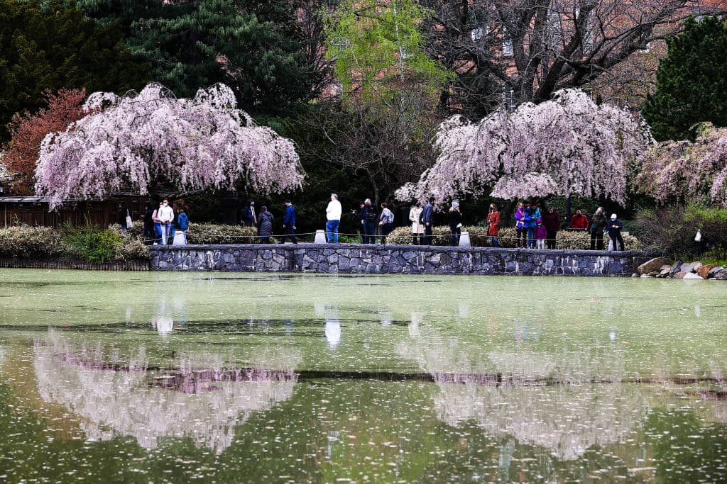 <b>El Jardín Botánico de Brooklyn </b>también tiene un despliegue impresionante de ellos. De hecho, el año pasado recibió una subvención de $48,660 del Departamento de Conservación Ambiental del Estado de Nueva York, para completar su inventario de árboles.