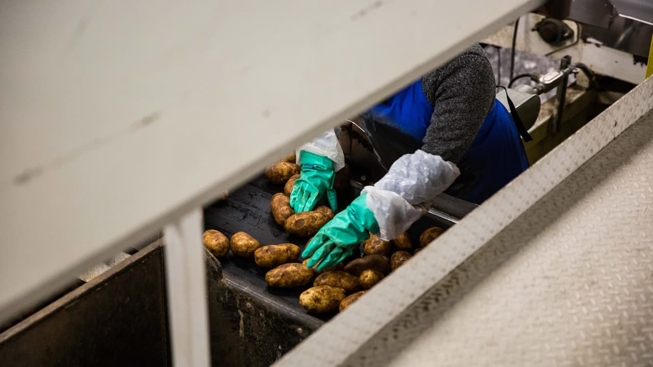 Un trabajador sortea papas en la procesadora Larsen Farms, en Dalhart, Texas.