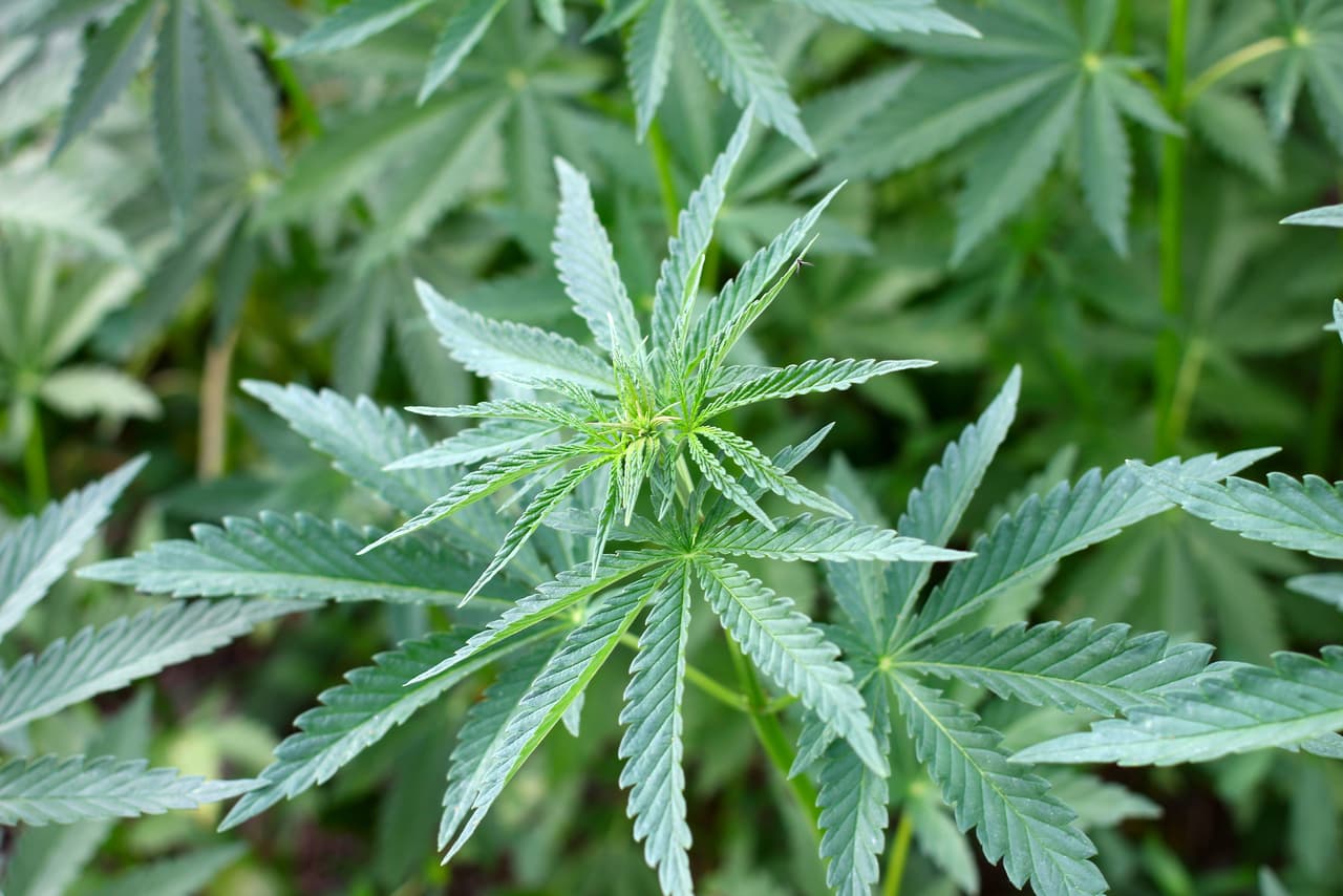 Lo que conocemos como 
<i>Cannabis</i> es en realidad un género de plantas de la familia Cannabaceae. Aunque no hay certeza del número total de especies dentro de este grupo, se conocen principalmente tres especies, que son 
<i>C. sativa</i>, 
<i>C. indica</i> y 
<i>C. ruderalis</i>. Algunos consideran que las tres son subespecies de una única 
<i>sativa</i>.